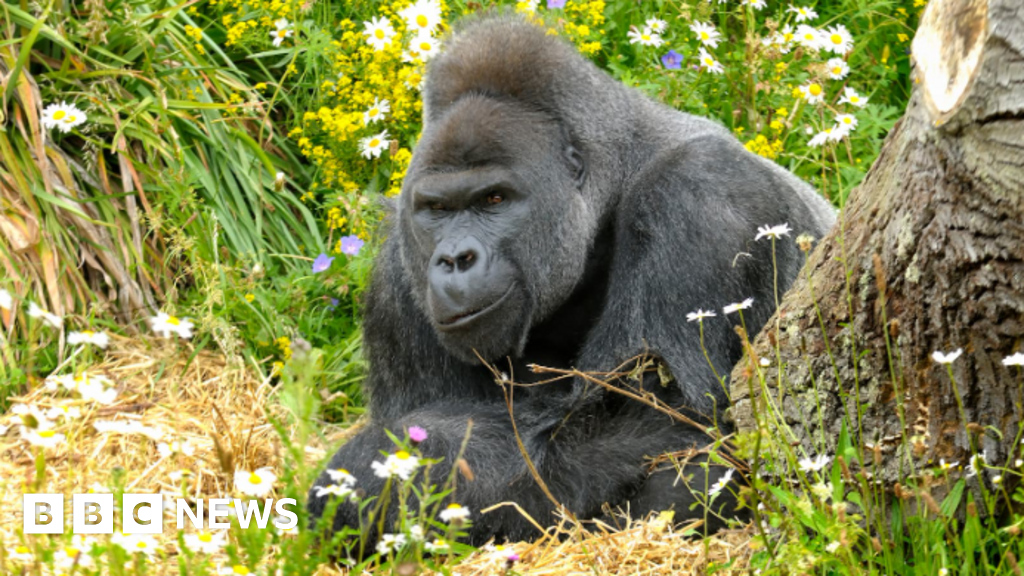 Gorilla dies days after moving to new home